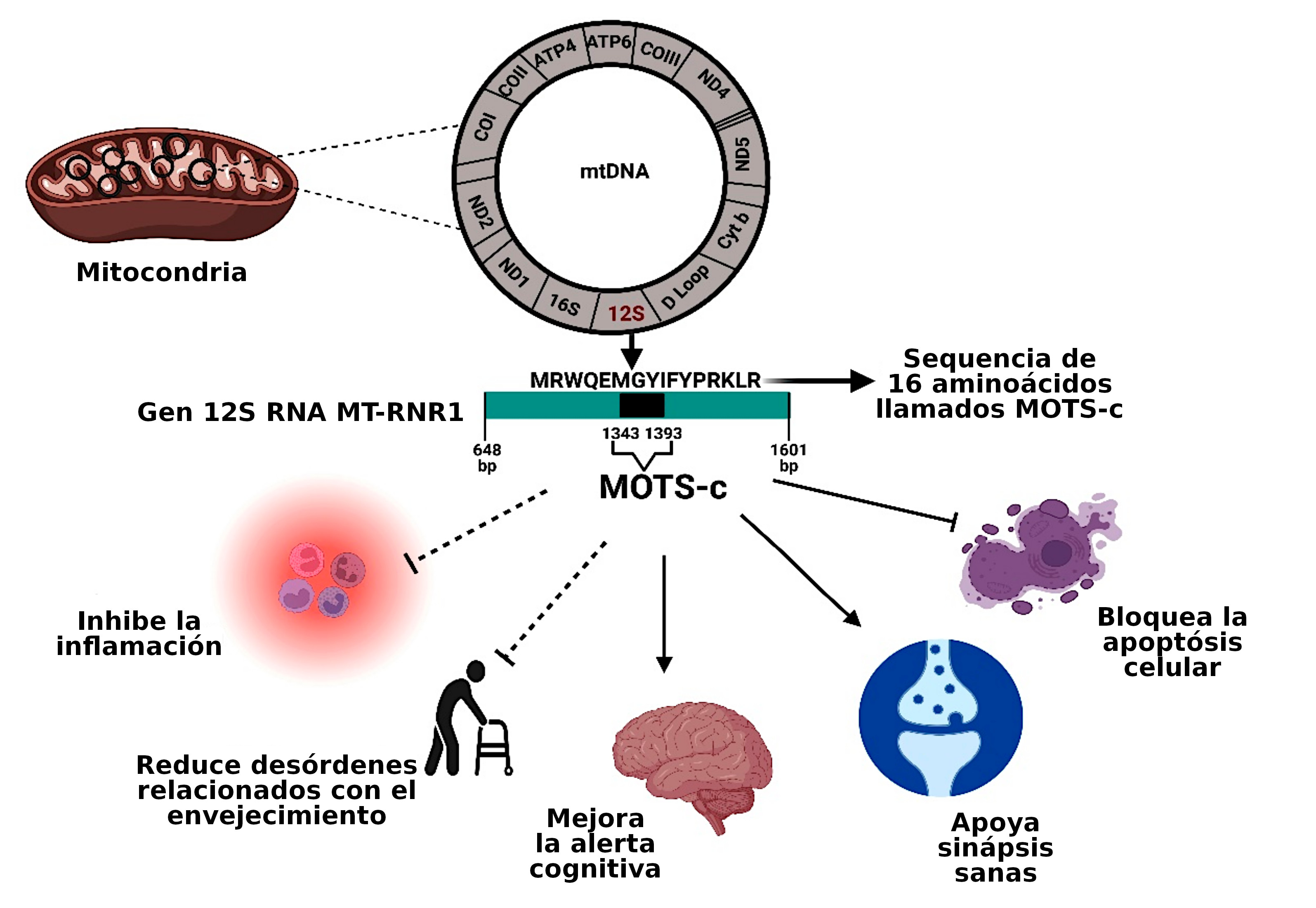 Efectos de MOTS-c, tomado de Mohtashami2022.