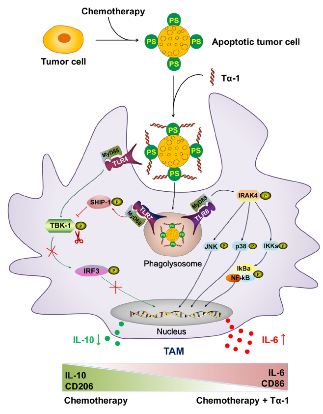 Tα1/Zadaxin en quimioterapia [Wei2023].