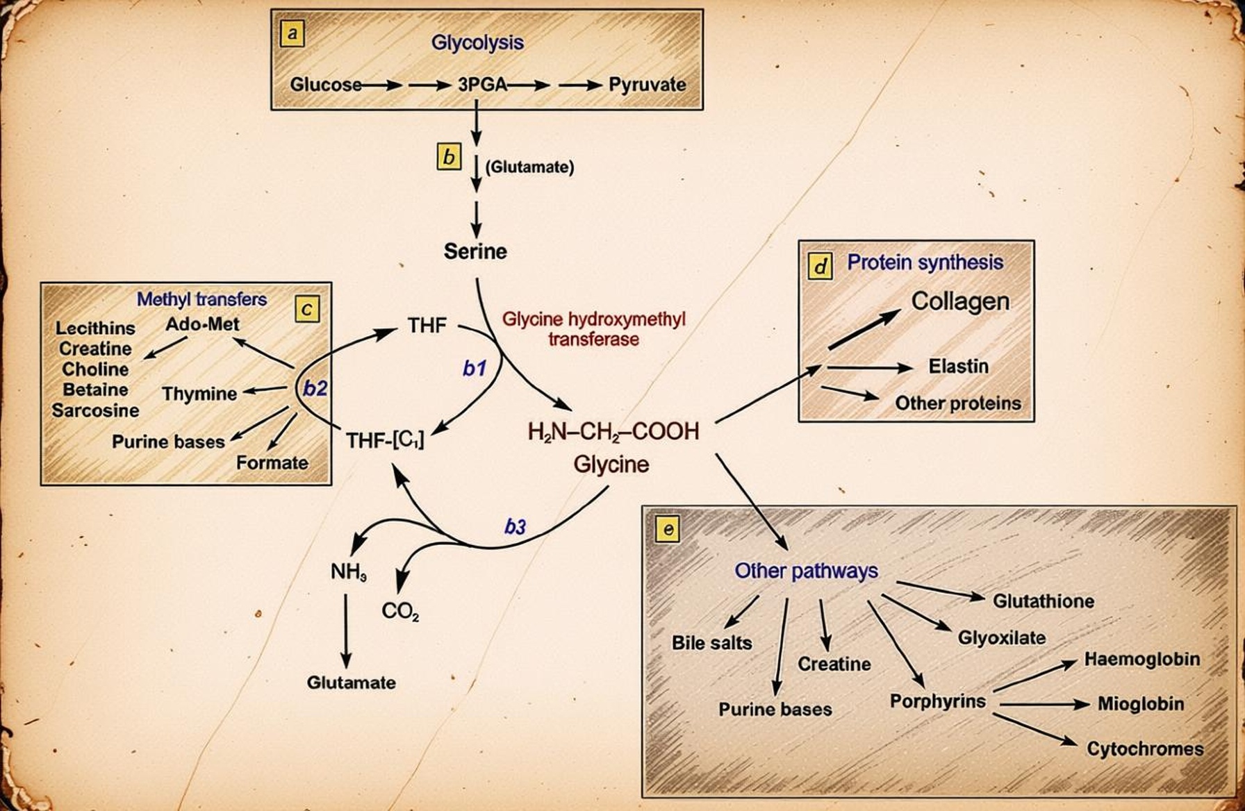Glycine production does not meet daily requirements.