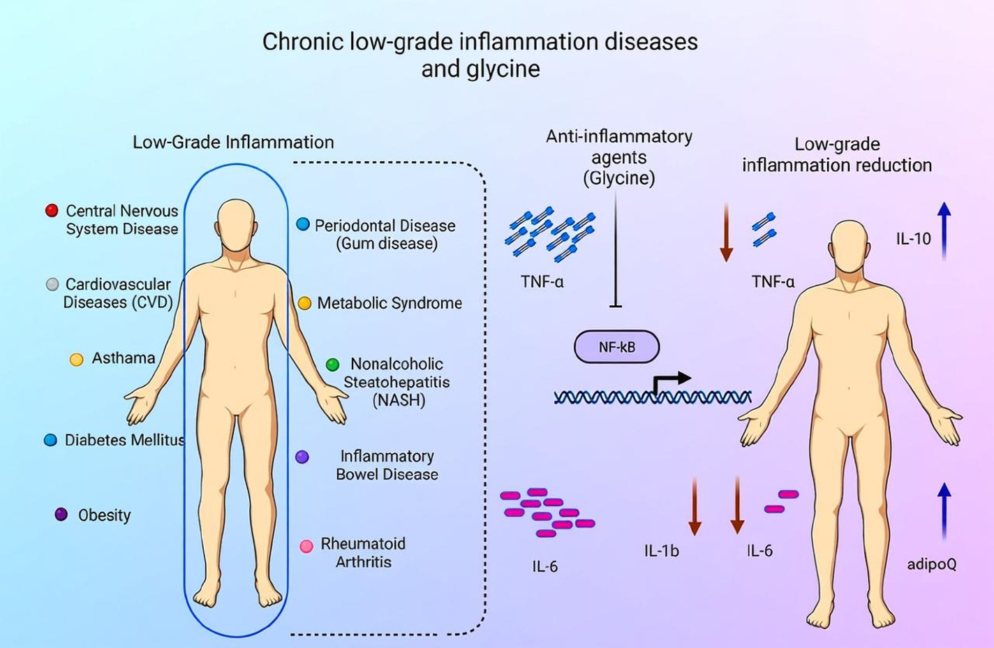 Glycine reduces whole-body inflammation.