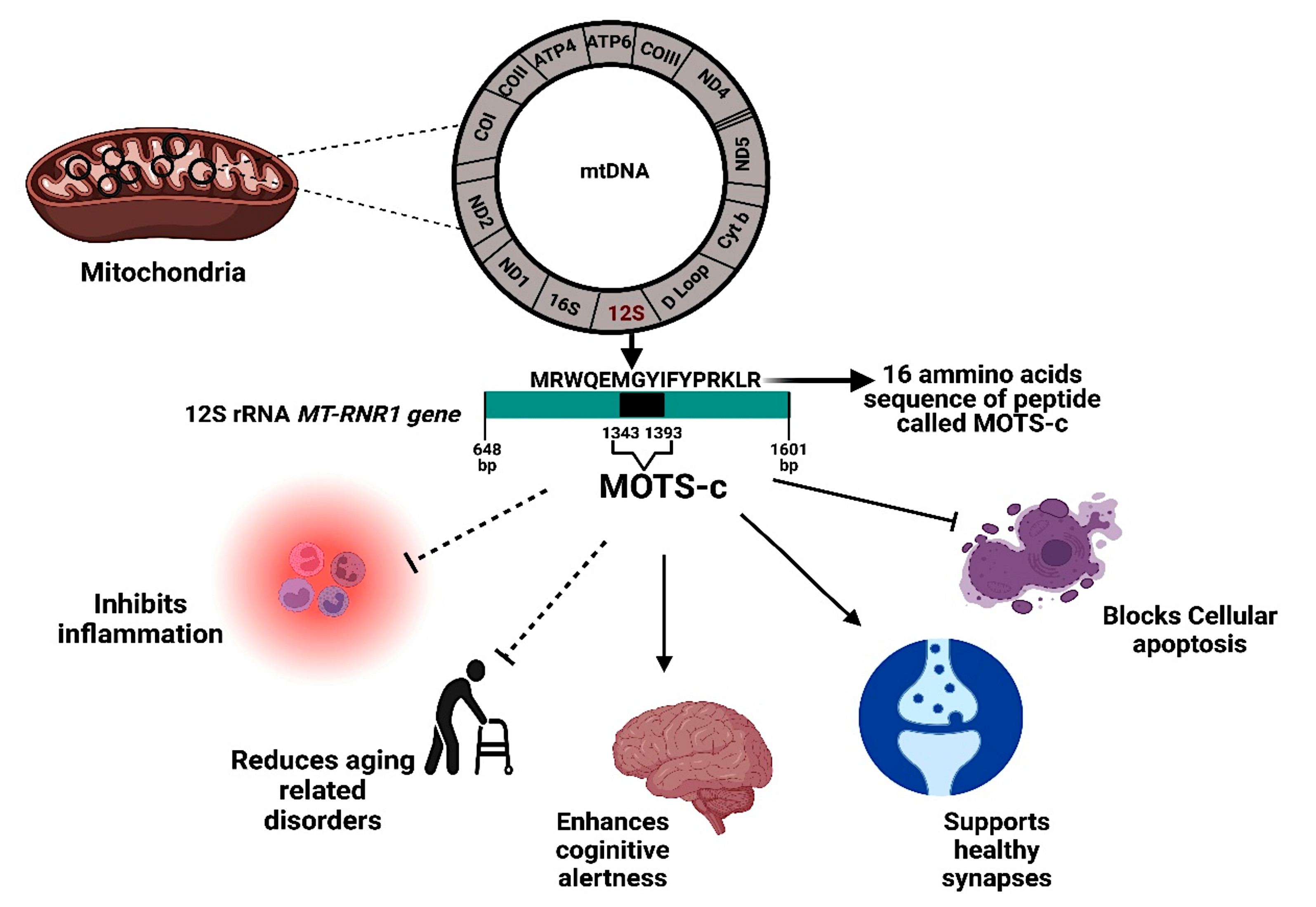 Effects of MOTS-c, taken from Mohtashami2022.