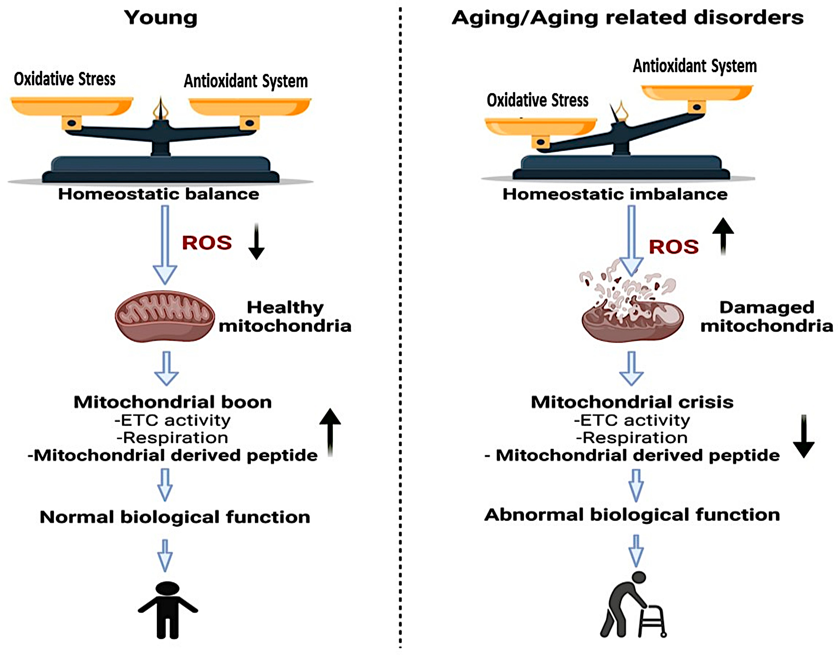MOTS-c and aging, taken from Mohtashami2022.