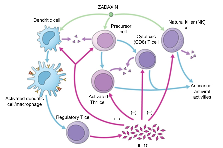 Immune-modulating mechanisms of Tα1 [King2016].